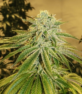 Exotic Seeds White Banana Auto