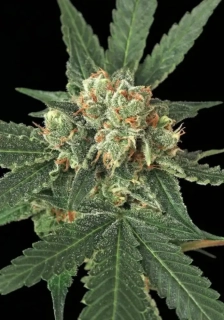 Exotic Seeds Z&Z Auto