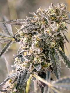 Exotic Seeds Zkittaberry Auto