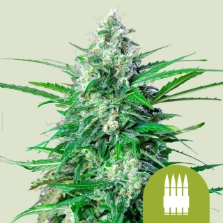 Royal Queen Seeds AK Automatic