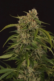 Exotic Seeds Sir Jack Auto Pure CBD