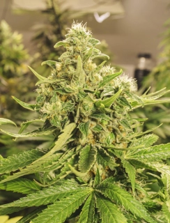 Exotic Seeds Exotic Pure CBG