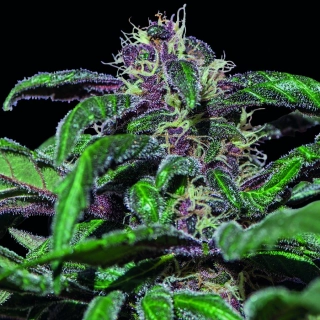 Barney´s Farm Ayahuasca Purple