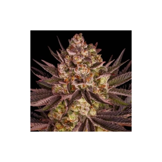 Barney´s Farm Biscotti Mintz