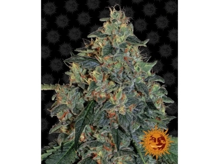 Barney´s Farm Blueberry OG