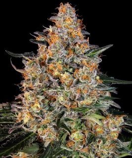 Barney´s Farm Bubba Kush