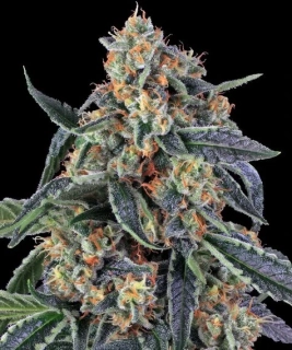 Barney´s Farm Cookies Kush