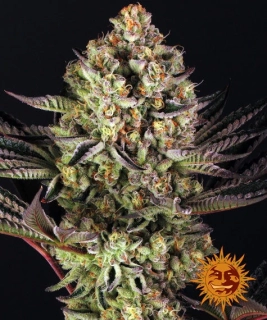 Barney´s Farm Critical Kush Auto