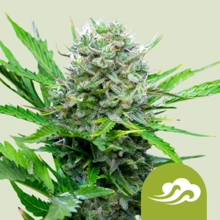 Royal Queen Seeds Royal Bluematic