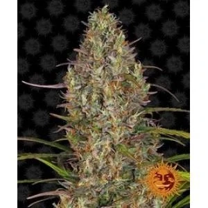 Barney´s Farm Gelato #45