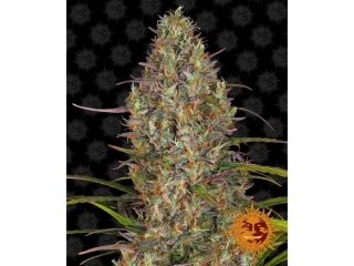 Barney´s Farm Glue Gelato Auto