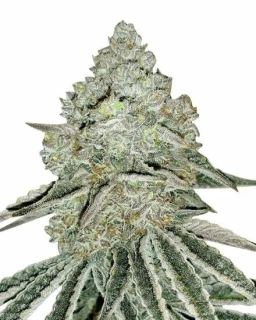 Barney´s Farm Gorilla Zkittlez