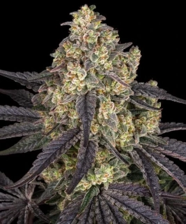 Barney´s Farm Kush Mintz