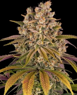 Barney´s Farm Lemon Tree