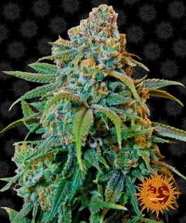 Barney´s Farm Liberty Haze