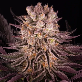 Barney´s Farm Mimosa x Orange Punch