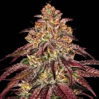 Barney´s Farm Mimosa X Orange Punch Auto