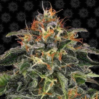 Barney´s Farm Moby Dick