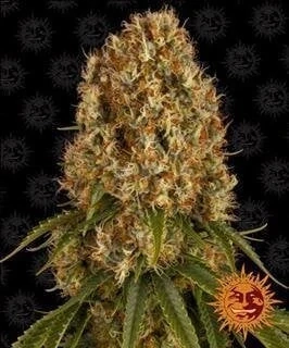 Barney´s Farm Orange Sherbert