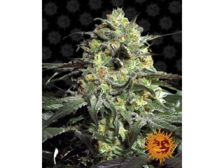 Barney´s Farm Peyote Cookies