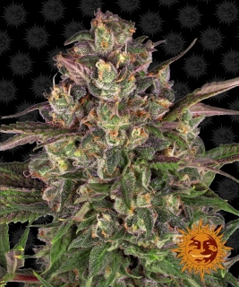 Barney´s Farm Peyote Critical
