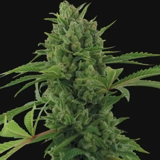 Barney´s Farm Pineapple Express