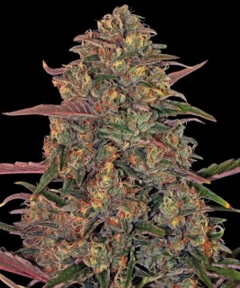 Barney´s Farm Pineapple Express Auto