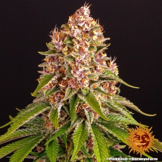 Barney´s Farm Pink Kush