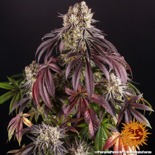 Barney´s Farm Purple Punch