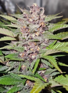 Barney´s Farm Runtz Auto