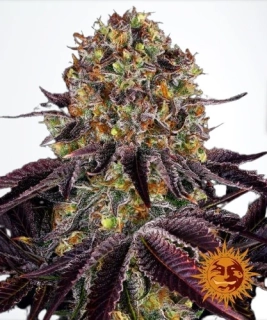 Barney´s Farm Runtz x Layer Cake