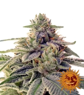 Barney´s Farm Shiskaberry