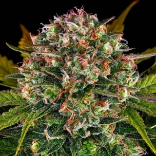 Barney´s Farm Strawberry Cheesecake auto