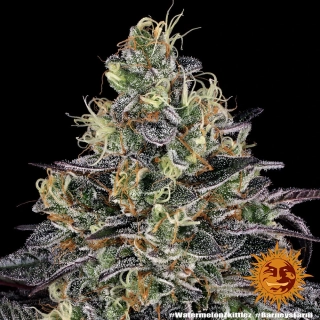 Barney´s Farm Watermelon Zkittlez