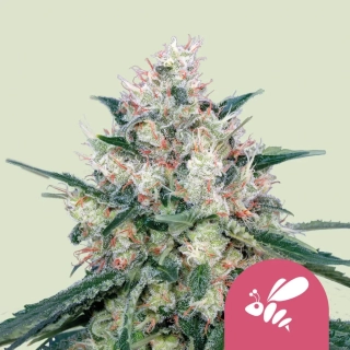 Royal Queen Seeds Honey cream Fast