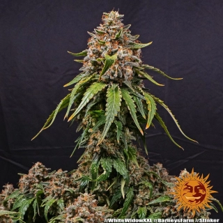 Barney´s Farm White Widow XXL