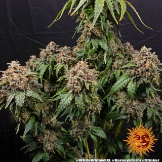 Barney´s Farm White Widow XXL Auto