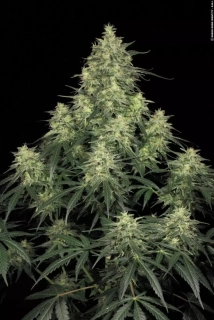 Paradise Seeds Atomical Haze