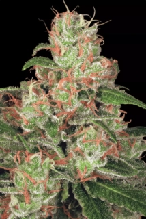 Paradise Seeds Auto Acid