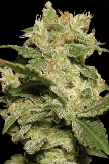 Paradise Seeds Auto Jack