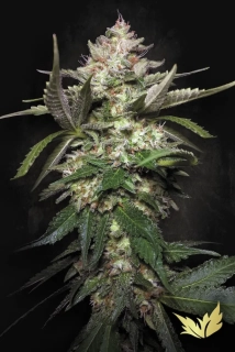 Paradise Seeds Auto Kong