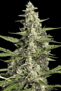 Paradise Seeds Pandora Auto