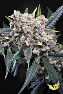 Paradise Seeds Blue Kush Berry