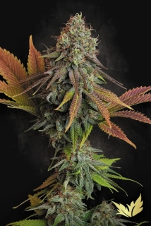 Paradise Seeds Californian Gold