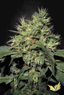 Paradise seeds Dutch Dragon