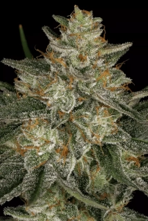 Paradise Seeds Dutch Kush