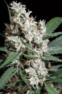 Paradise Seeds L.A Amnesia 1ks