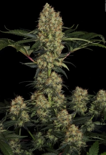 Paradise Seeds Mendocino Skunk