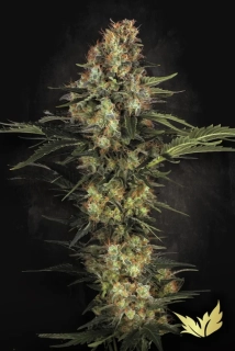 Paradise Seeds Original White Widow