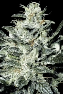 Paradise Seeds Sensi Star